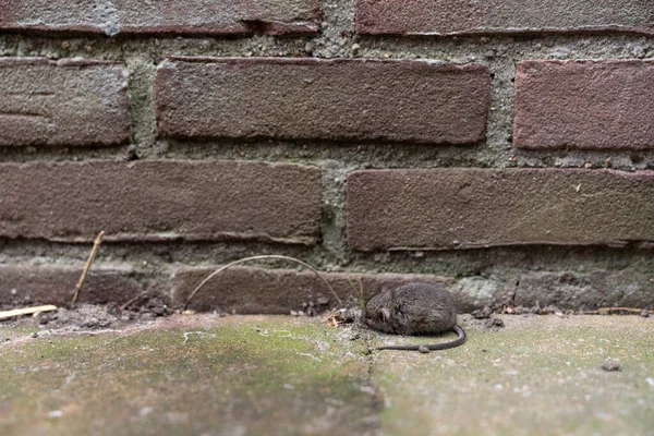 フィールドの浅い深さと壁の近くの私道に横たわっ小さな死んだ家のマウス — ストック写真