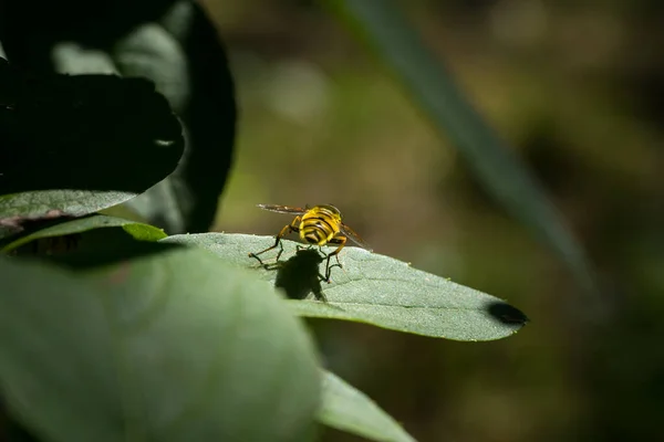 Close Uma Mosca Pairar Amarelo Preto Sentado Uma Folha Com — Fotografia de Stock