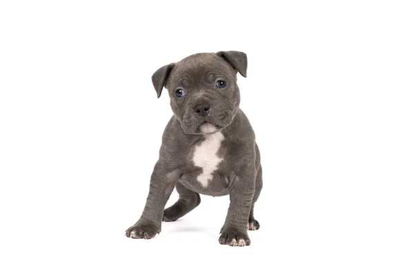 Purebred American Bully Bulldog Pup Blue White Fur Standing Looking — Stock Photo, Image