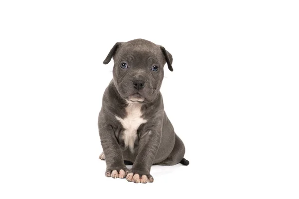 Een Rasechte Amerikaanse Bully Bulldog Pup Met Blauw Wit Bont — Stockfoto
