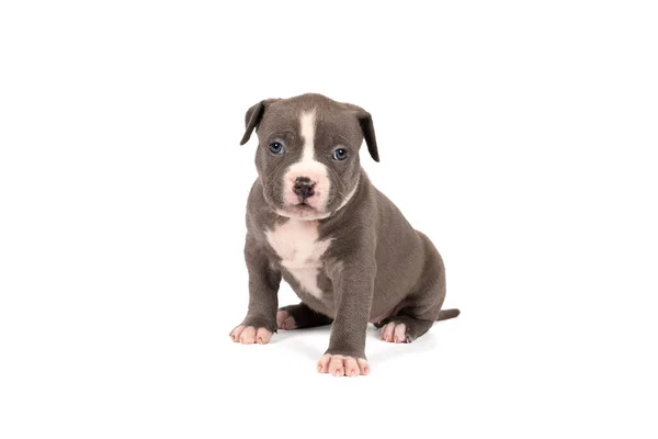 Egy Fajtiszta Amerikai Bully Vagy Bulldog Kölyök Kék Fehér Szőrrel — Stock Fotó