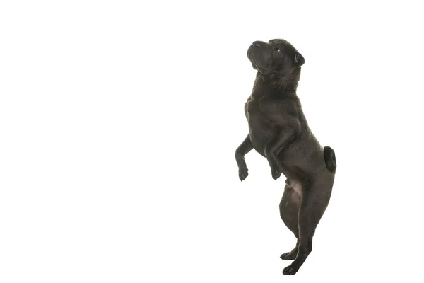 Saltando Gris Shar Pei Perro Mirando Hacia Otro Lado Aislado — Foto de Stock