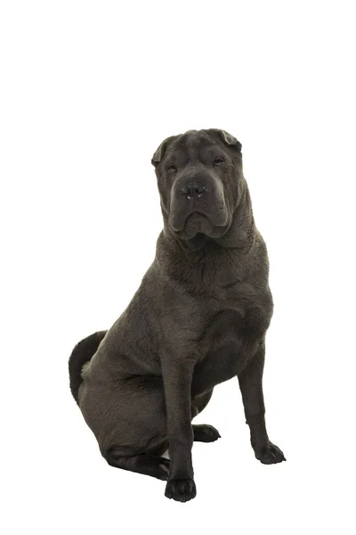 Сидящий Серый Шар Пей Собака Глядя Камеру Изолированы Белом Фоне — стоковое фото