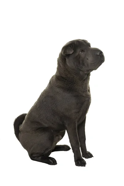Gri Shar Pei Köpeği Beyaz Arka Planda Yalnız Başına Oturuyor — Stok fotoğraf