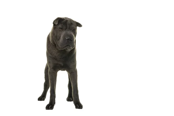 Cinza Shar Pei Cão Olhando Para Câmera Isolada Fundo Branco — Fotografia de Stock