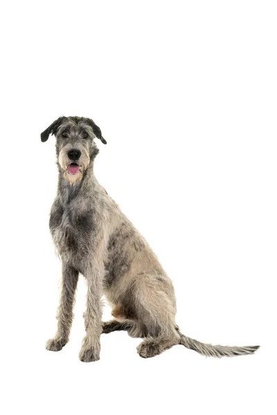 Beyaz arka planda, yanlamasına oturan iri yarı İrlandalı kurt köpeği.