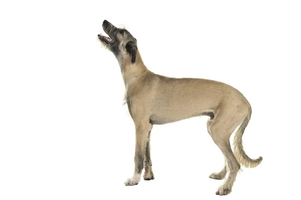 年轻的金发爱尔兰狼犬 7个月大 侧身站立在白色背景下 — 图库照片