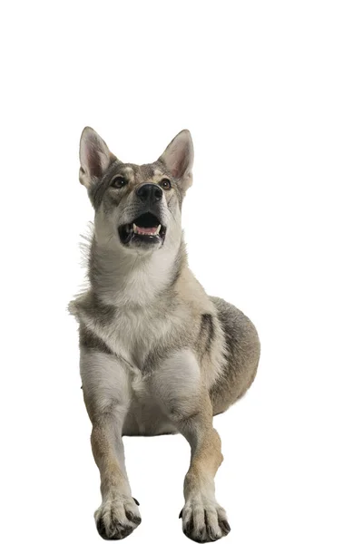 嘘女性Tamaskanハイブリッド犬子犬ともにフラッピー耳絶縁上の白い背景見カメラ — ストック写真