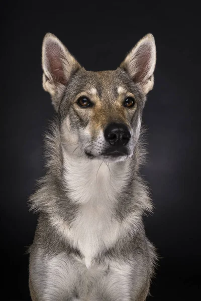 Ett Porträtt Hona Tamaskan Hybrid Hund Svart Bakgrund Tittar Kameran — Stockfoto