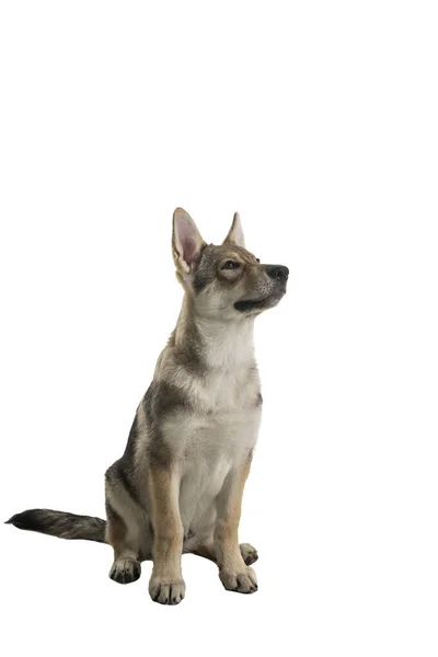 Sitting Female Tamaskan Hybrid Dog Puppy Flappy Ears Isolated White — Stock Photo, Image