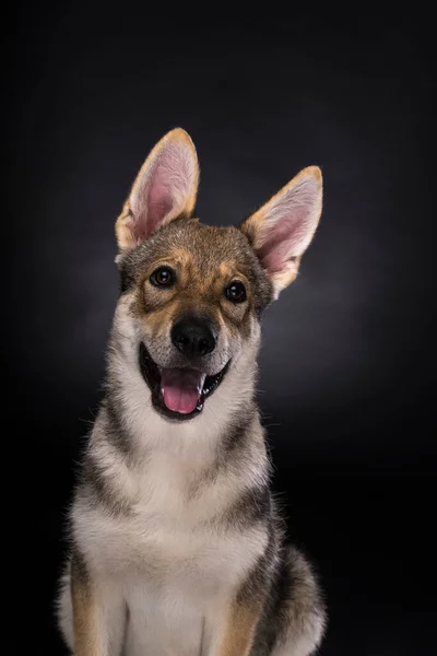 Portret Van Een Zittende Vrouwelijke Tamaskan Hybride Hond Puppy Met — Stockfoto