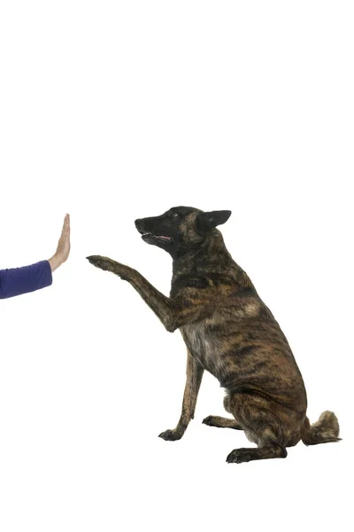 Retrato Perro Pastor Holandés Brindle Para Colorear Aislado Sobre Fondo — Foto de Stock