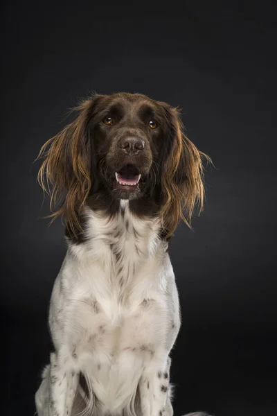 Portret Van Een Vrouwelijke Kleine Munsterlander Hond Heidewachtel Zwarte Achtergrond — Stockfoto