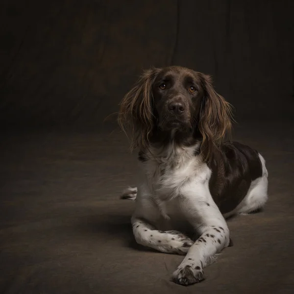 Retrato Uma Fêmea Pequeno Cão Munsterlander Heidewachtel Deitado Fundo Marrom — Fotografia de Stock