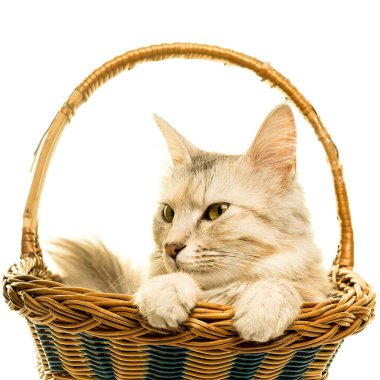 Beyaz bir sepetin içindeki güzel Türk Angora kedisi tekir