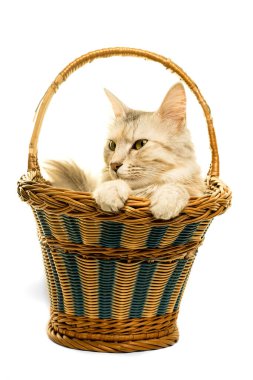 Beyaz bir sepetin içindeki güzel Türk Angora kedisi tekir