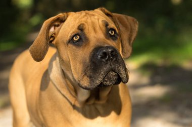 10 aylık yavru boerboel ya da Güney Afrika Mastiff yavrusu bir orman ortamında ön taraftan yaklaşırken görüldü