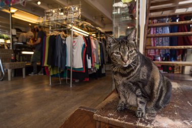 Amsterdam 'da bir giyim mağazasında bir kutunun üzerinde oturan yaşlı tekir kedi.