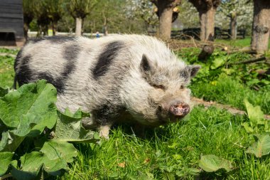 Pot-bellied Pig walking in the grass on a farm clipart