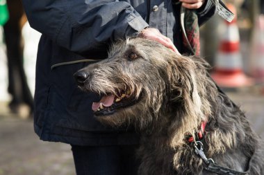 Patronuyla avlanmak için kullanılan bir İrlandalı kurt köpeği portresi.