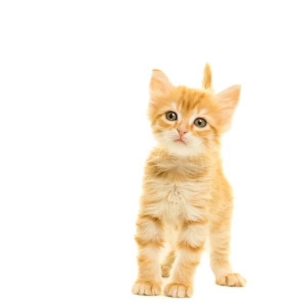 Gatito Gato Angora Turca Tabby Mirando Cámara Pie Aislado Sobre — Foto de Stock