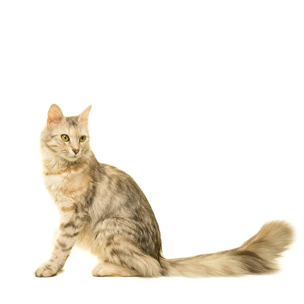 Tabby Turkish Angora Katt Full Kropp Tittar Bort Sida Inför — Stockfoto