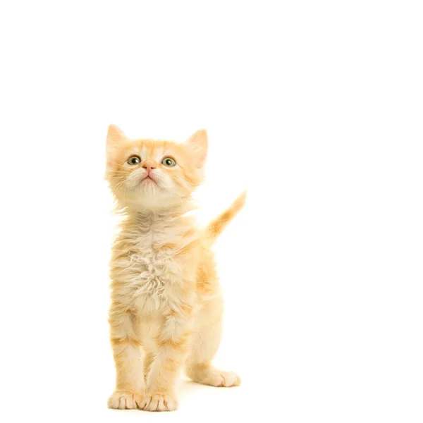 Tabby Turkish Angora Cat Kitten Look Stending孤立した白い背景 — ストック写真