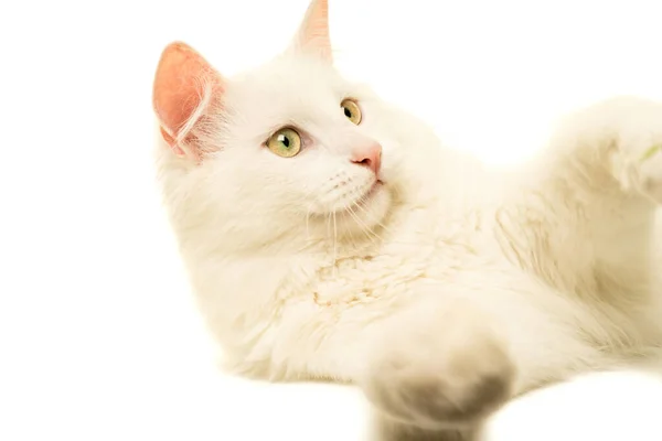 白色的土耳其安哥拉猫靠在肖像上 在白色背景上孤零零地看着远方 — 图库照片
