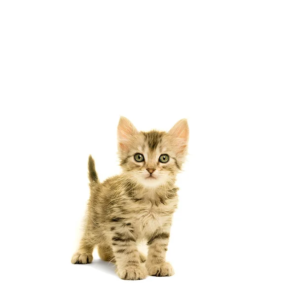 白い背景に隔離されたカメラを見て立っているタビートルコのAngora猫 — ストック写真