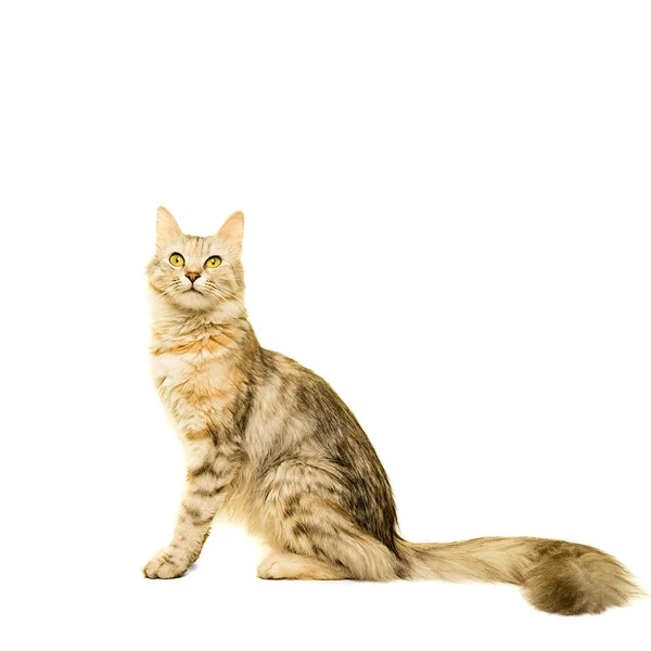 Vacker Turkiska Angora Katt Tabby Isolerad Vitt — Stockfoto