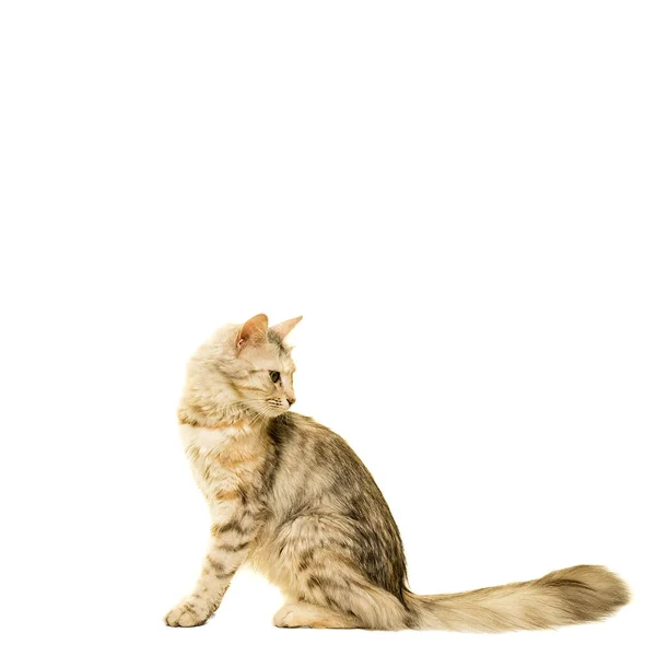 Beautiful Turkish Angora Cat Tabby Isolated White — Stock Photo, Image