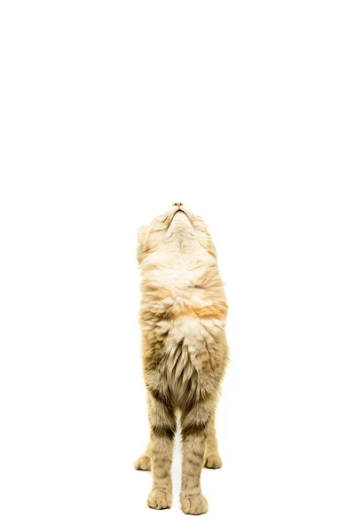 Όμορφη Τουρκική Angora Γάτα Tabby Απομονώνονται Λευκό — Φωτογραφία Αρχείου