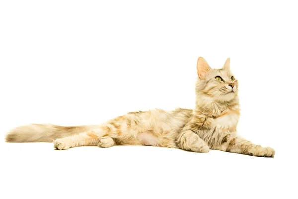 Schöne Türkisch Angora Katze Tabby Isoliert Weiß — Stockfoto
