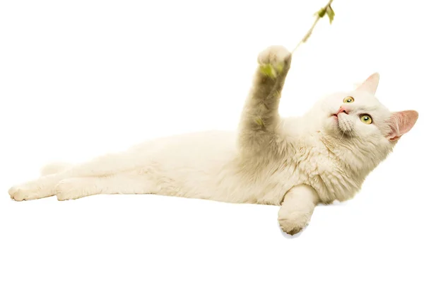 Gato Angorá Turco Branco Bonito Isolado Branco Brincando Com Pau — Fotografia de Stock