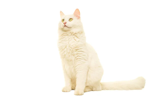 Hermoso Gato Blanco Angora Turco Aislado Blanco — Foto de Stock