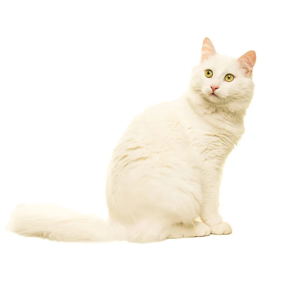 Vacker Vit Turkisk Angora Katt Isolerad Vitt — Stockfoto