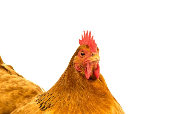 Крупный План Золотого Нью Гэмширского Цыпленка Белом Фоне — стоковое фото