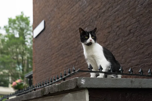 Black White Straycat Sentado Telhado Baixo Olhando Distância Uma Rua — Fotografia de Stock