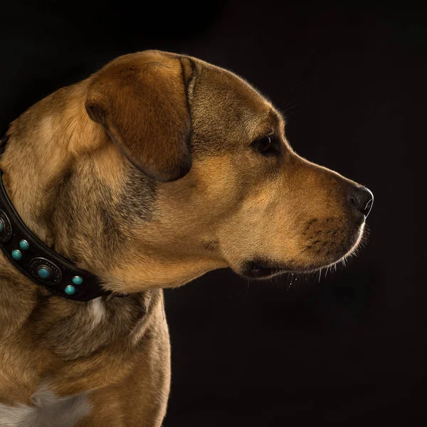 Potrtrait Des Kopfes Eines Rottweiler Mischlingshundes Studio Mit Schwarzem Hintergrund — Stockfoto