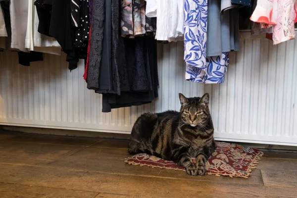 Vieux Shopcat Tabby Couché Confortablement Sur Coussin Dans Magasin Vêtements — Photo
