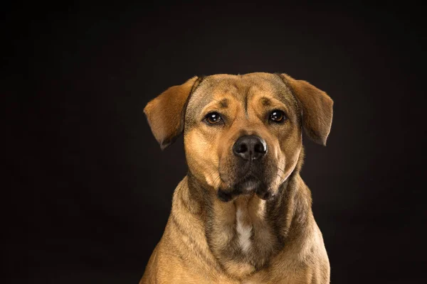 Potrtrait Cabeça Cão Mistura Rottweiler Estúdio Com Fundo Preto — Fotografia de Stock