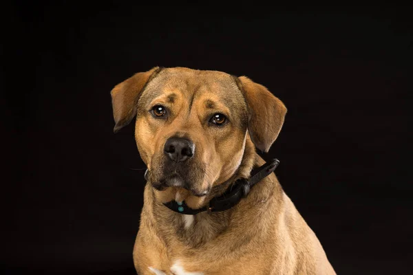 罗特韦勒混血犬头部的画像 背景为黑色 — 图库照片