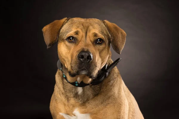 Potrtrait Cabeça Cão Mistura Rottweiler Estúdio Com Fundo Preto — Fotografia de Stock