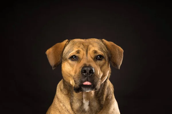 Potrait Feje Egy Rottweiler Mix Kutya Stúdióban Fekete Háttér Mutatja — Stock Fotó