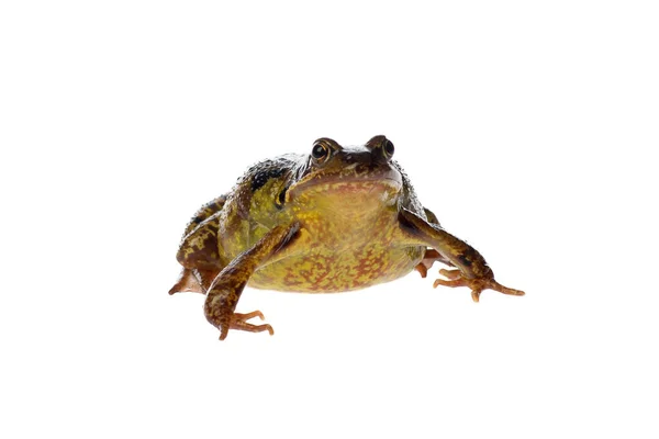 Großer Brauner Frosch Rana Temporaria Isoliert Auf Weißem Hintergrund — Stockfoto