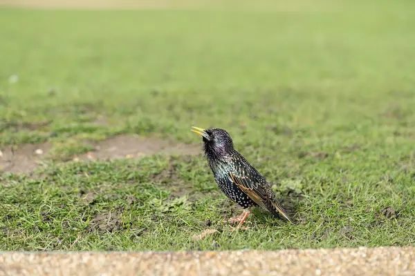 Masculino Starling Sentado Grama Parque Cantando — Fotografia de Stock