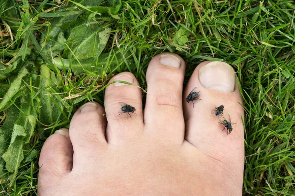 Крупный План Мух Пальцах Ног Траве Летом — стоковое фото