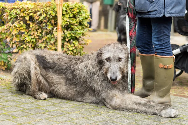 彼の上司の足に横たわって狩りに使用されるアイルランドのオオカミの猟犬の肖像画ウェリントンブーツを警告 — ストック写真