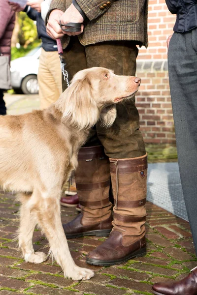 Patronunun Yanında Duran Uzun Saçlı Bir Weimaraner Portresi — Stok fotoğraf