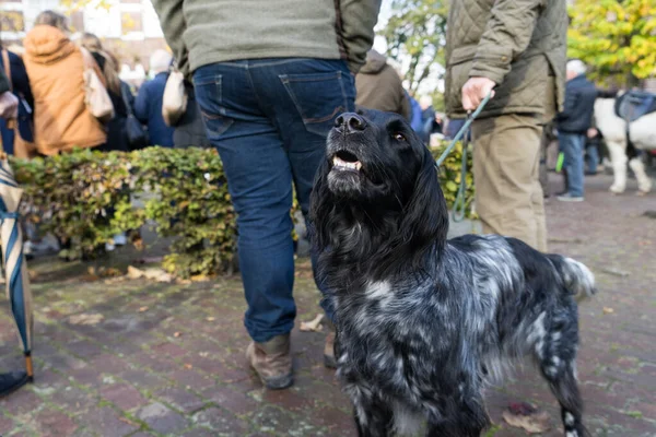 Lindo Perro Amistoso Grande Munsterlandr Saludando Alguien Calle Sostenido Con — Foto de Stock